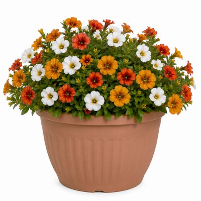 YOUNGS 1.5g Supercal Combo Planter