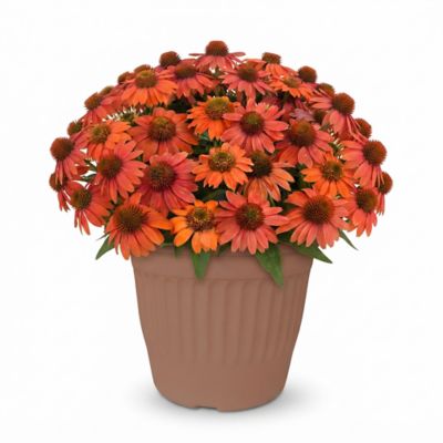 YOUNGS 1.5g Echinacea Planter