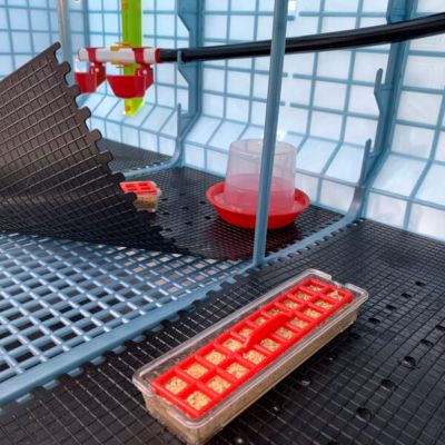 Image showing  Chick Starter Drinker, 12 oz.