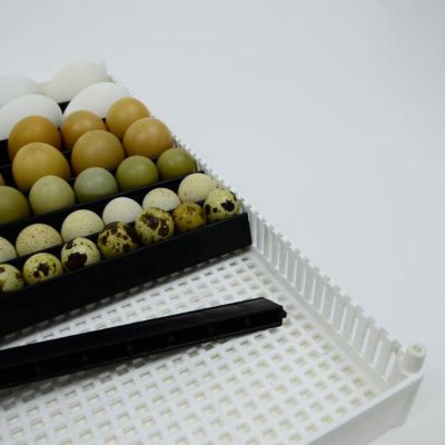 Image showing  Egg Setter Tray, Flexy80ST, Cover Sold Separately