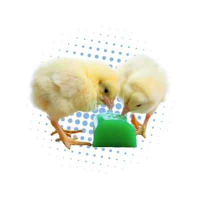 Image showing  Grogel Chick Hydration, 15 pk.