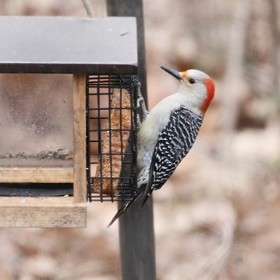 Image showing 5 th Pine Tree Farms Never Melt Hot Pepper Suet Cake for Wild Birds, No Mess Bird Suet Cakes, 12 oz., Pack of 12