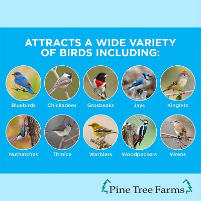 Image showing  Never Melt Insect Suet Cake for Wild Birds, No Mess Suet Cakes, 12 oz., Pack of 12