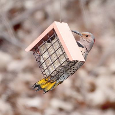Image showing 5 th Pine Tree Farms Never Melt Peanut Suet Cake for Wild Birds, No Mess Bird Suet Cakes, 12 oz., Pack of 12