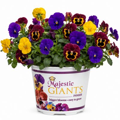 YOUNGS 1.5 pt. Giant Pansy