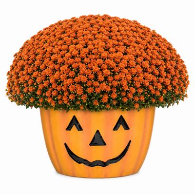 YOUNGS 1.0g Mumkin Pumpkin