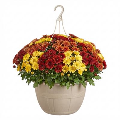 YOUNGS 3.0g Mum Tri Color Planter