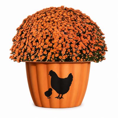 YOUNGS 1.0g Mumkin Chickens
