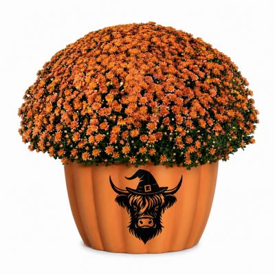 YOUNGS 1.0g Mumkin Hairy Coos