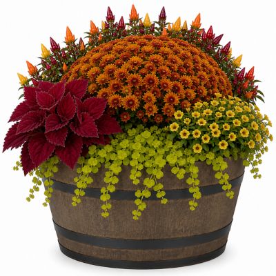 YOUNGS 7.25g Mum Annual Planter