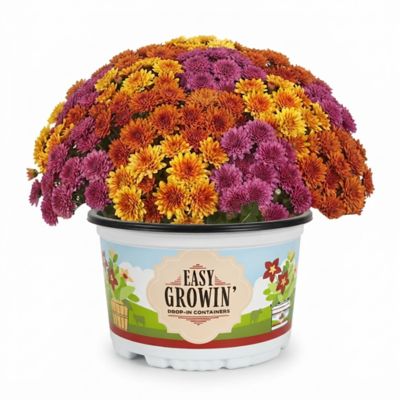 YOUNGS 1.5g Easy Growin Mum Tri Color