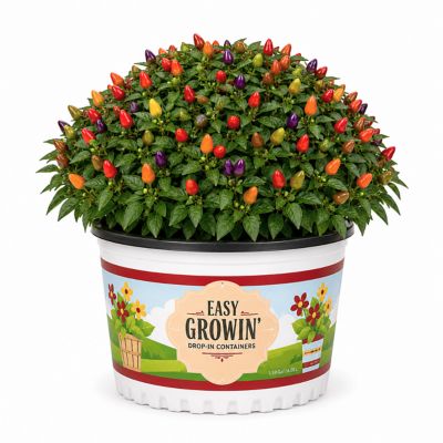YOUNGS 1.5g Easy Growin Annual CMB