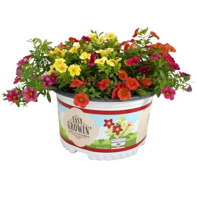 YOUNGS 1.5g Easy Growin Calibrachoa Combo