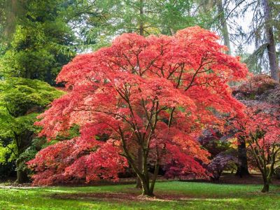 Japanese Maple Upright