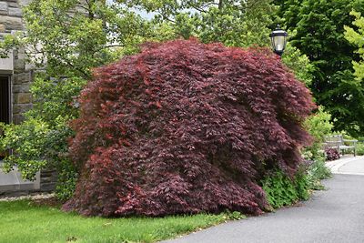 Maple Japanese Weeping 5g