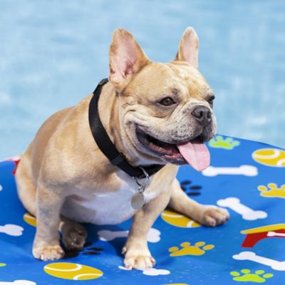 Image showing  Fetchin Fun Pet Pool Float