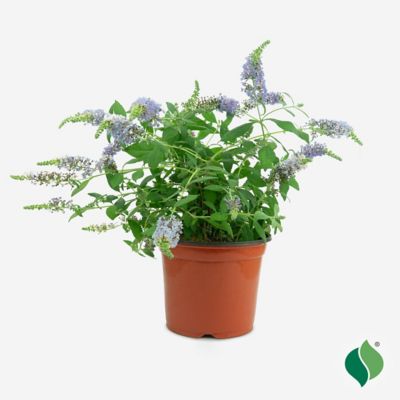 DeGroot Buddleia Nanho Blue 1 gal.
