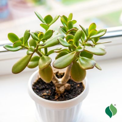 DeGroot Jade Succulent, 3 pk.