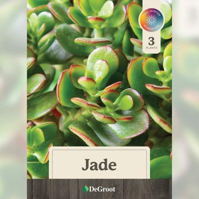 Image showing  Jade Succulent, 3 pk.