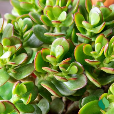 Image showing  Jade Succulent, 3 pk.