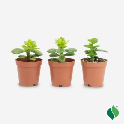 Image showing  Jade Succulent, 3 pk.