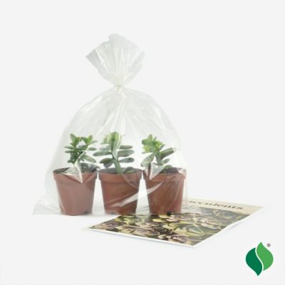 Image showing  Jade Succulent, 3 pk.