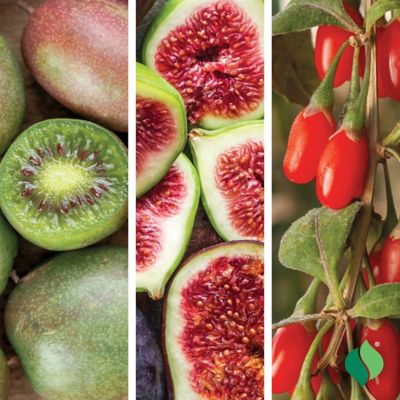 DeGroot Super Fruit Mendley