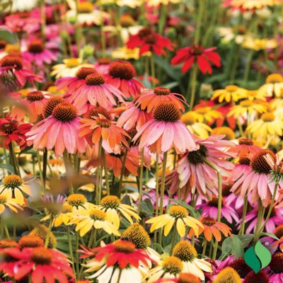 DeGroot Echinacea Cheyenne Spirit