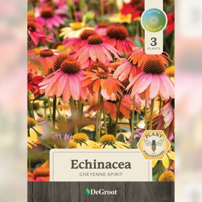 Image showing 1 th DeGroot Echinacea Cheyenne Spirit