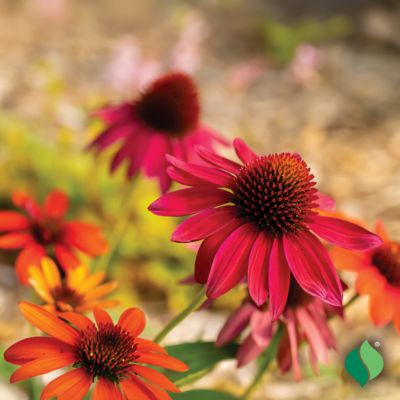 Image showing 2 th DeGroot Echinacea Cheyenne Spirit