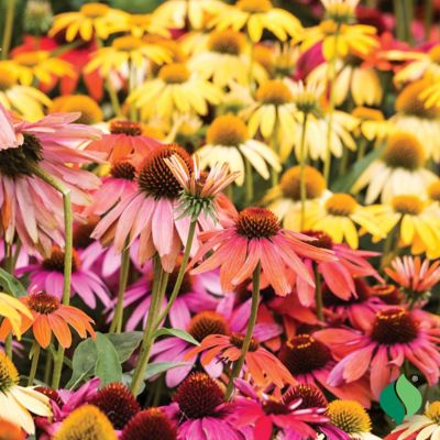 Image showing 3 th DeGroot Echinacea Cheyenne Spirit