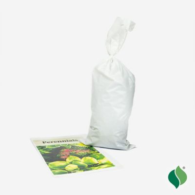 Image showing 4 th DeGroot Echinacea Cheyenne Spirit