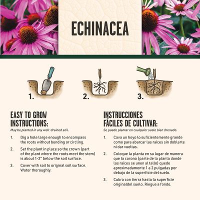 Image showing 6 th DeGroot Echinacea Cheyenne Spirit