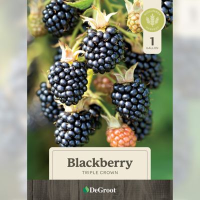 Image showing  Blackberry Triple Crown, 1 gal.