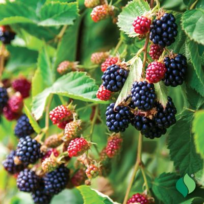 Image showing  Blackberry Triple Crown, 1 gal.