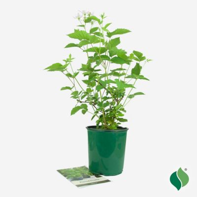 Image showing  Blackberry Triple Crown, 1 gal.