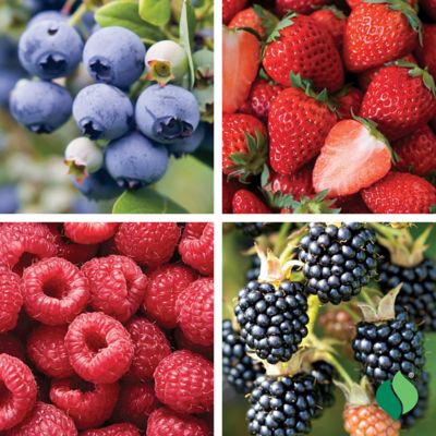 DeGroot Basket of Jams