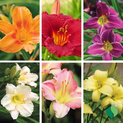 DeGroot Kaleidoscope Lily Mix