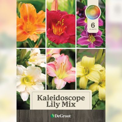 Image showing  Kaleidoscope Lily Mix