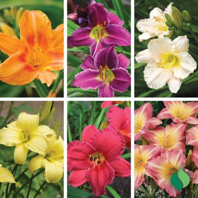 Image showing  Kaleidoscope Lily Mix