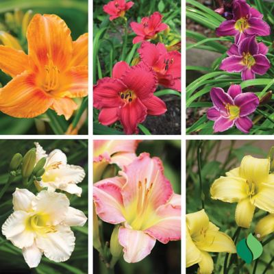 Image showing  Kaleidoscope Lily Mix