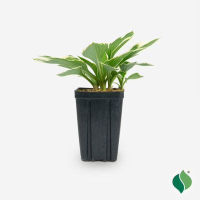 DeGroot Hosta France JP