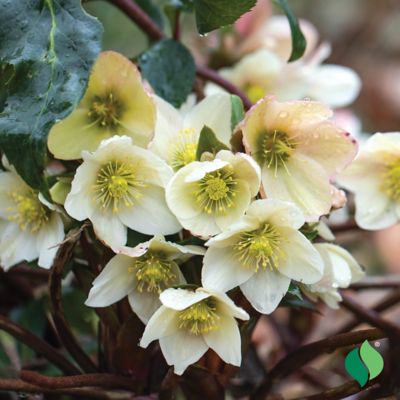 DeGroot Helleborus Christmas Rose