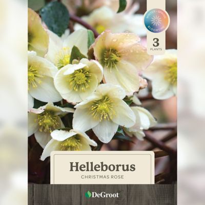 Image showing 1 th DeGroot Helleborus Christmas Rose