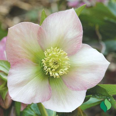Image showing 2 th DeGroot Helleborus Christmas Rose