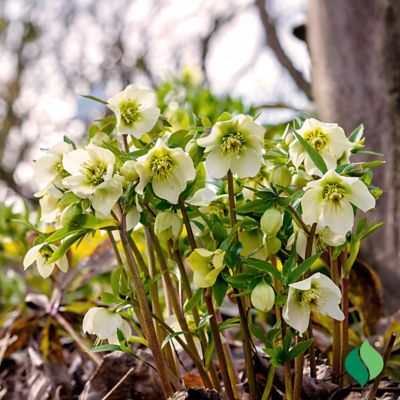 Image showing 3 th DeGroot Helleborus Christmas Rose