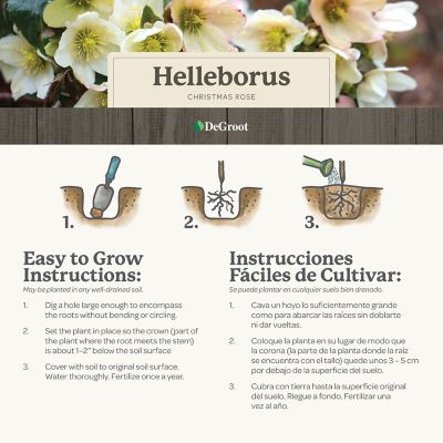 Image showing 6 th DeGroot Helleborus Christmas Rose