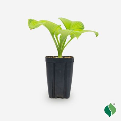 DeGroot Hosta Guacamole JP