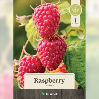 Image showing  Raspberry Latham, 1 gal.