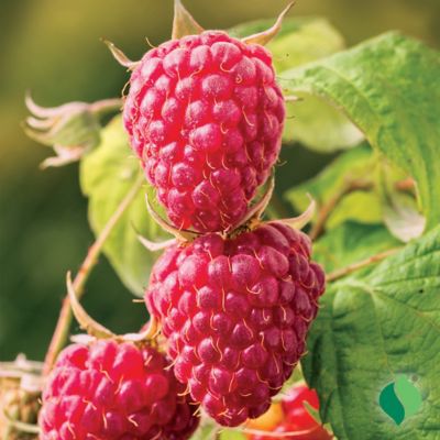 Image showing  Raspberry Latham, 1 gal.